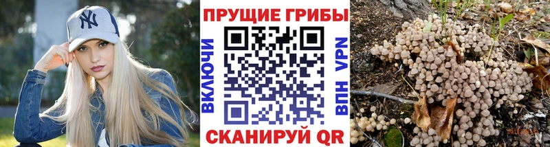 закладка  Курган  Псилоцибиновые грибы Magic Shrooms 